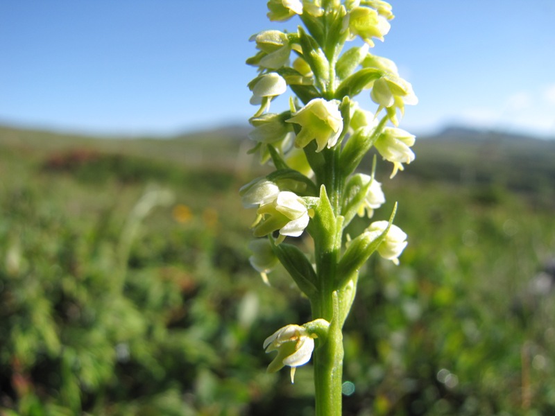 Pseudorchis albida